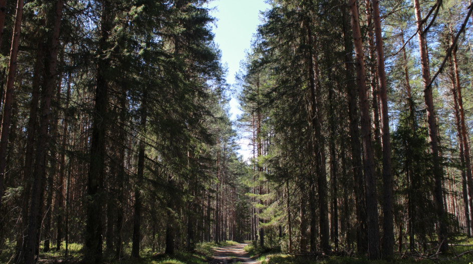 Стратегия лесного комплекса. Лес СВР. Лесной комплекс Российской Федерации. Парк Архангельский лес. Воспроизводство леса.