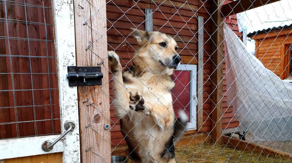 Собаки щенки добрые руки людиново калужская область. Собака людиново. Собака людиново. Собака людиново. Людиново приют для собак.