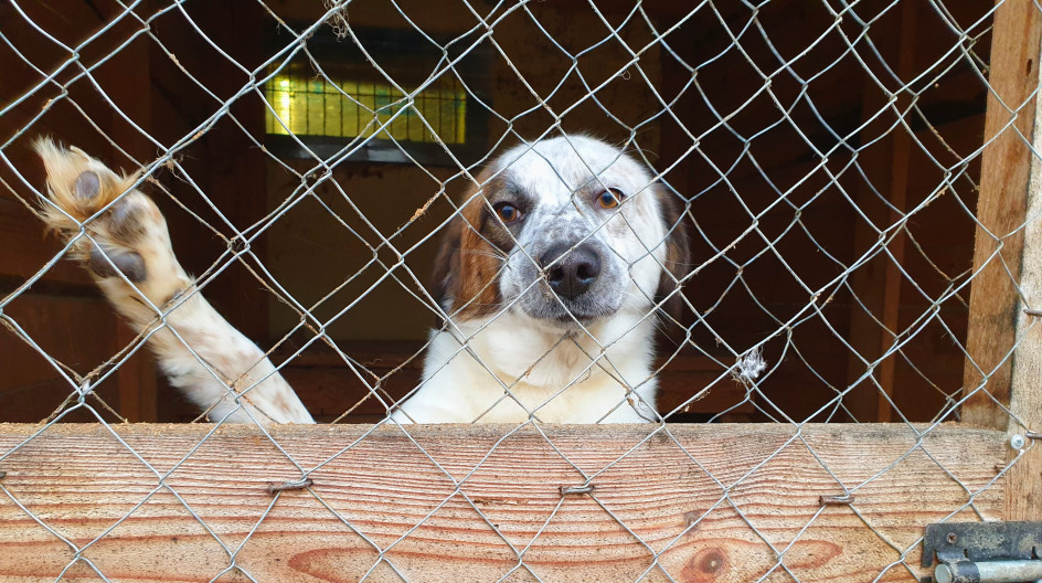 Душа бродяги приют для животных. Приют для собак. Приют верные друзья калуга. Приют душа бродяги. Большое спасибо от приюта душа бродяги.